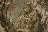 Petrified Wood (Araucaria) Round - Madagascar #170384-1